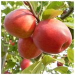 AGROVIDA Саженец Жасмин садовый Шнеештурм - Изображение 3