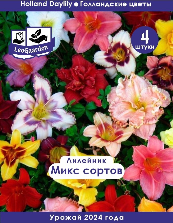 Лилейник Корневище, микс сорта, 4 шт (LeoGaarden)