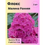 Тюльпан триумф Александр Пушкин, многолетние цветы, луковицы - Изображение 4