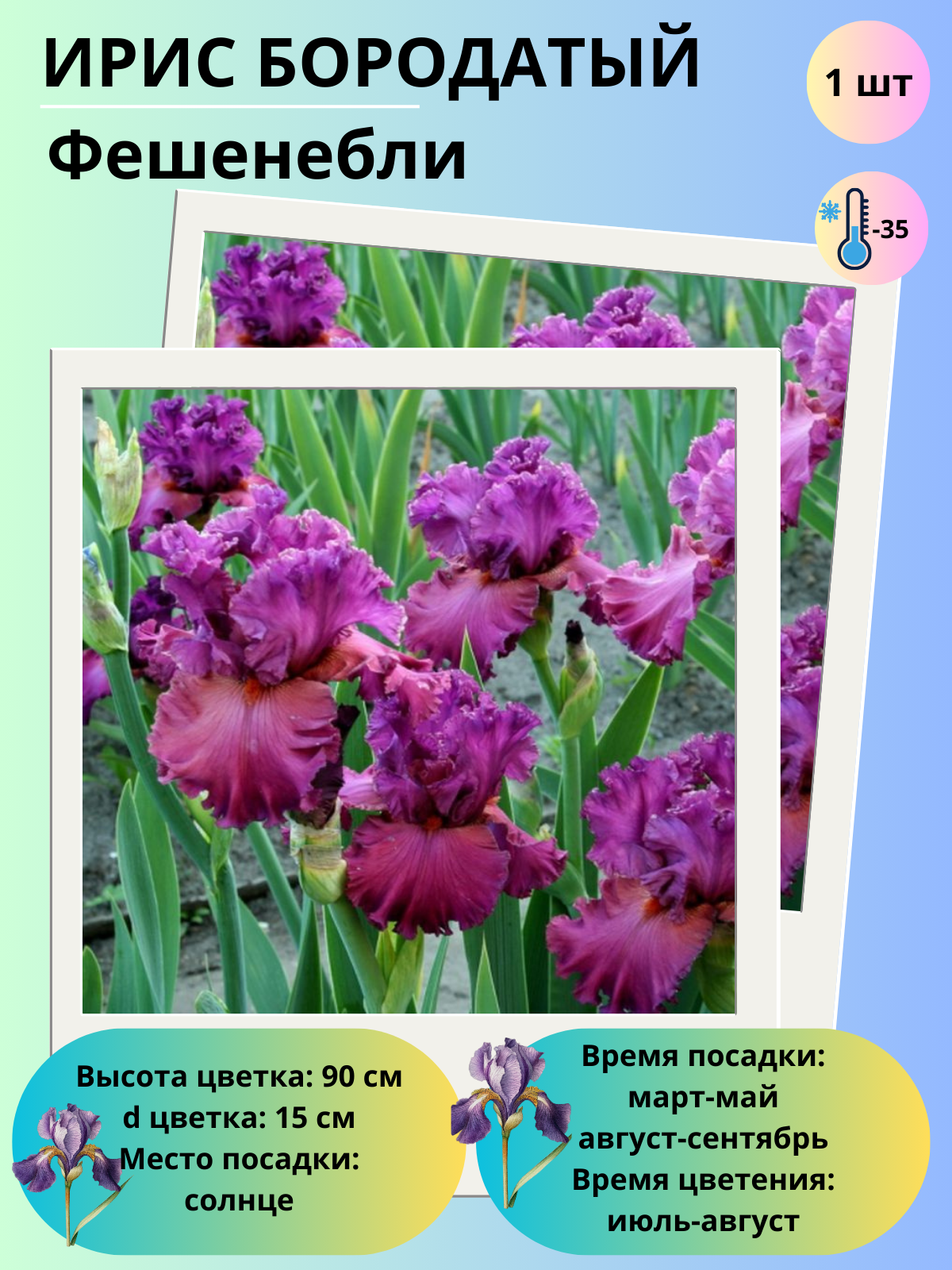 Ирис бородатый, многолетние цветы, корень 1 шт