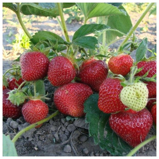AGROVIDA Саженец Земляника садовая Клери (5шт)