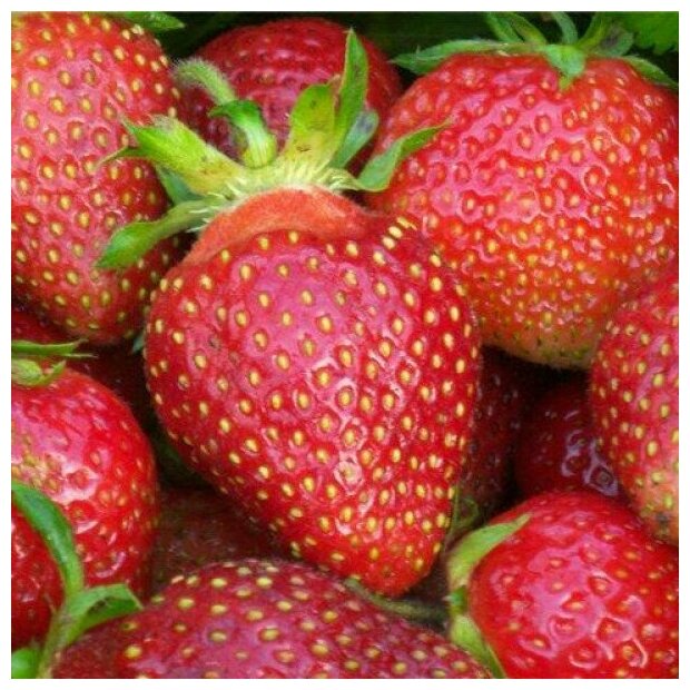 AGROVIDA Саженец Земляника садовая Царица (5шт)
