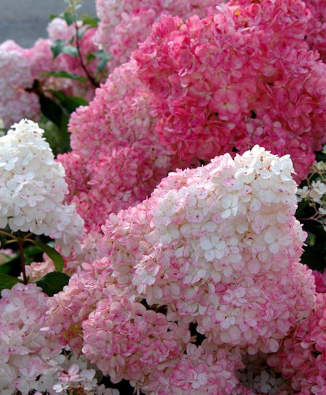 Гортензия Сандей Фрайз (метельчатая), 1 штука