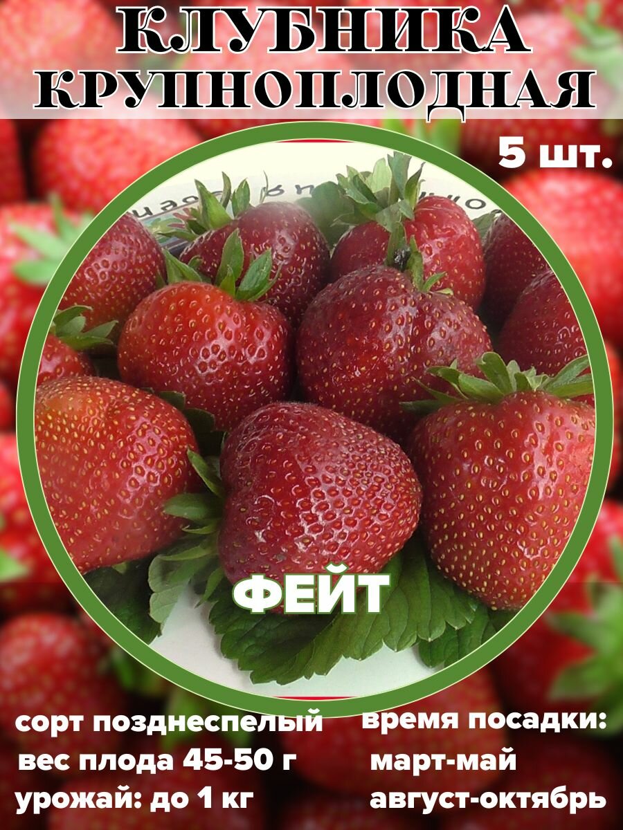 Клубника крупноплодная Фейт, рассада, саженцы 5 штук