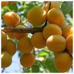 AGROVIDA Саженец Йошта - Изображение 4
