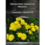 Ирис бородатый Vabash (Вобаш), 1корень - Изображение 3