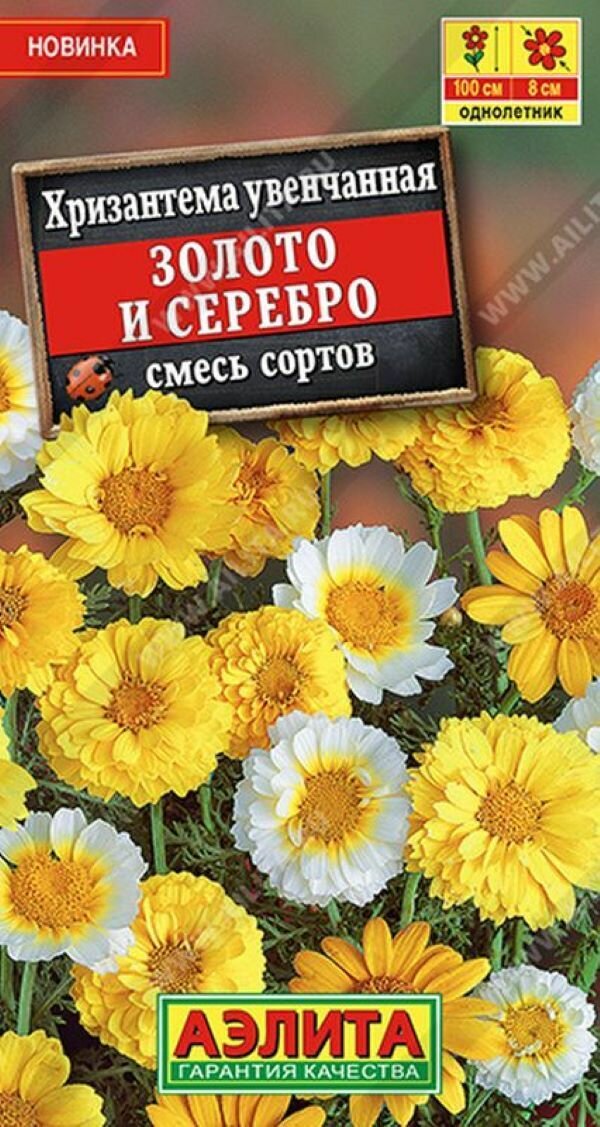 Хризантема Золото и серебро махровая, смесь сортов