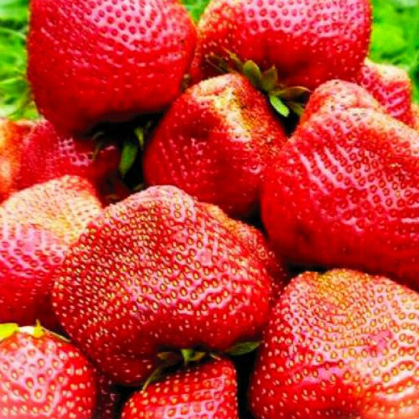AGROVIDA Саженец Земляника садовая Чамора Турусси (5шт)