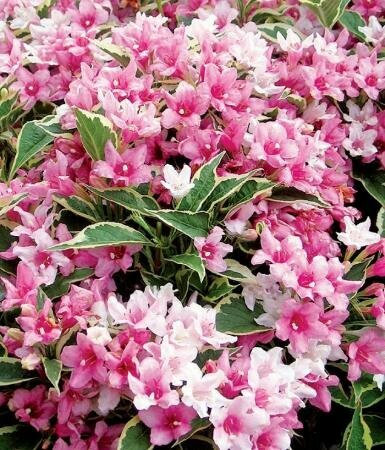 Саженцы Вейгела цветущая Нана Вариегата ( 2 года , С2 , 20-40 см )