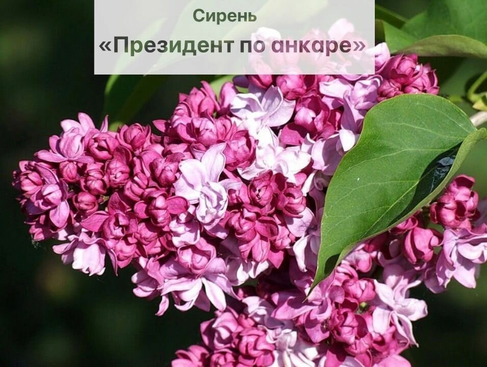 Сирень Президент по анкаре саженец