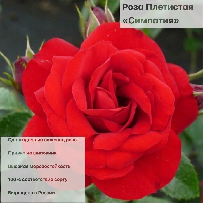 Роза Симпатия саженец