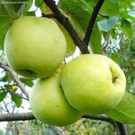 Саженцы Малина красная ремонтантная Рубиновое ожерелье ( 2-3 года , С3 , 20-60 см ) - Изображение 4