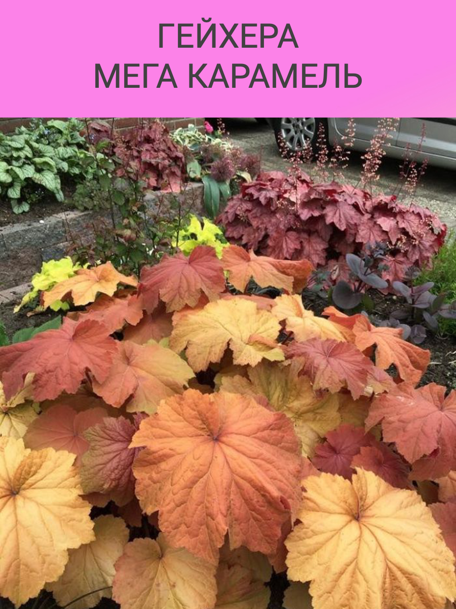 Корни Гейхера Мега Карамель (ЗКС)