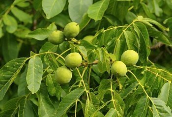 Саженцы Орех грецкий Десертный ( 3 года , С7,5 , 100-125 см )