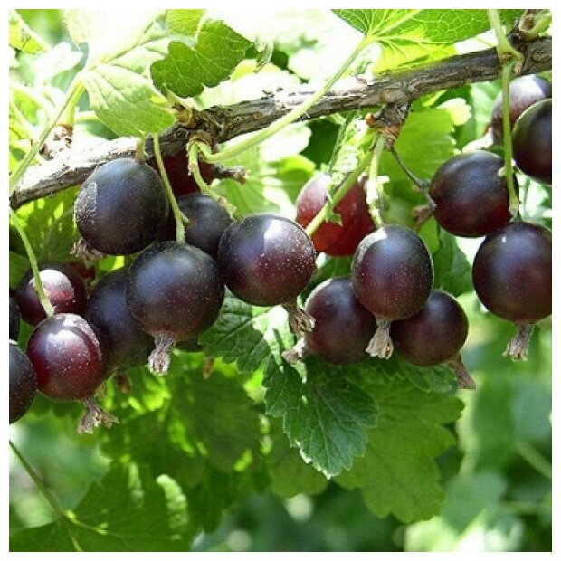 AGROVIDA Саженец Йошта