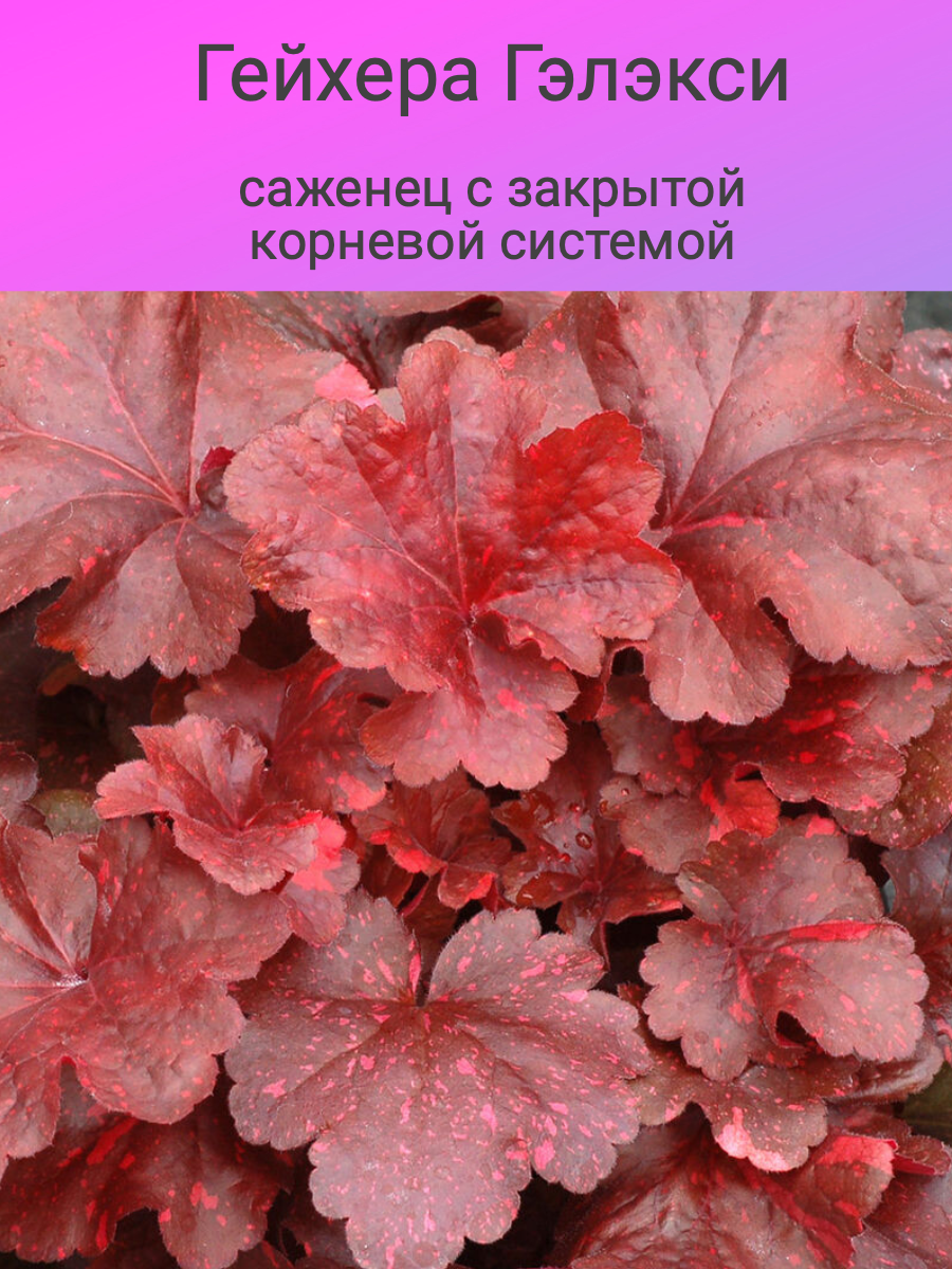 Корни Гейхера Гэлэкси