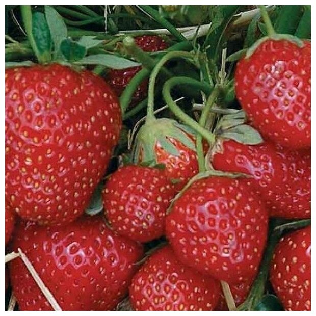 AGROVIDA Саженец Земляника садовая Зенгана (5шт)