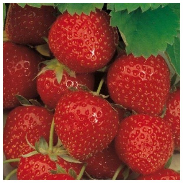 AGROVIDA Саженец Земляника садовая Ламбада (5шт)