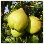 AGROVIDA Саженец Йошта - Изображение 3