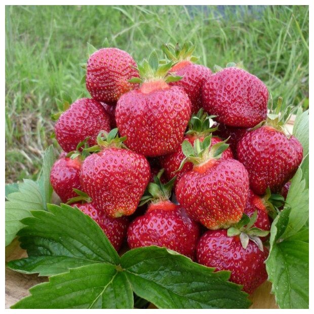 AGROVIDA Саженец Земляника садовая Хоней (5шт)