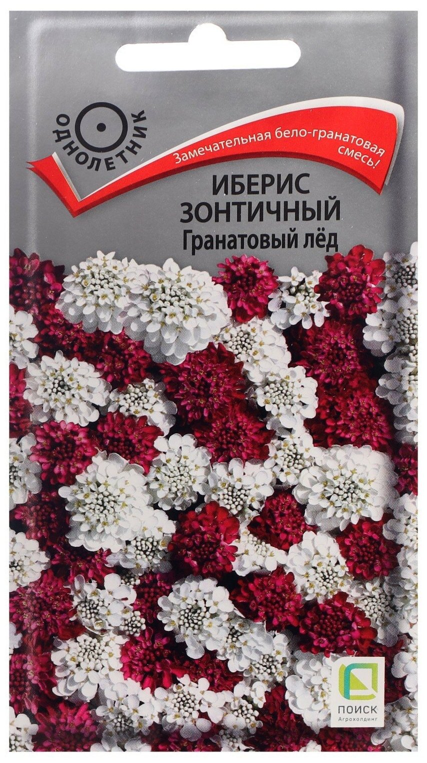 ПОИСК Семена цветов Иберис зонтичный Гранатовый лед 0,1 г