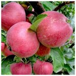 AGROVIDA Саженец Йошта - Изображение 5