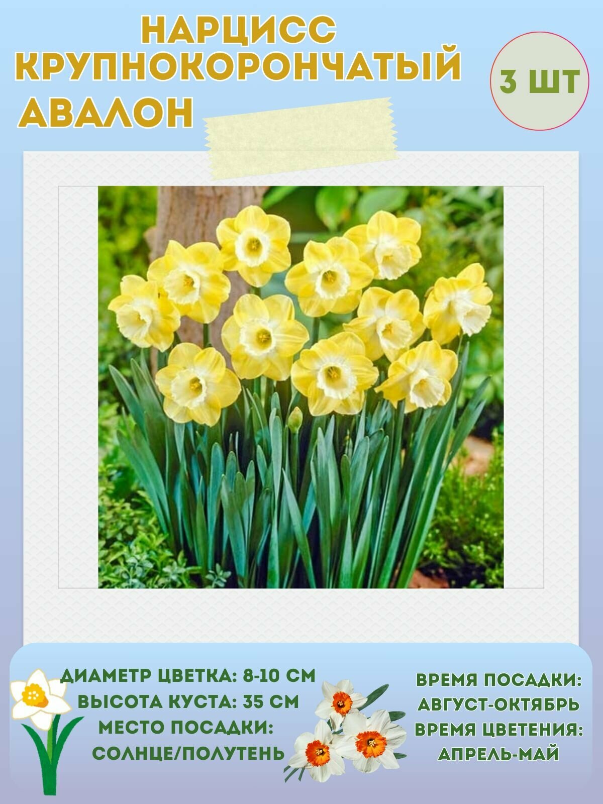 Нарцисс Ванилла Пич, многолетние цветы, луковицы 3 шт