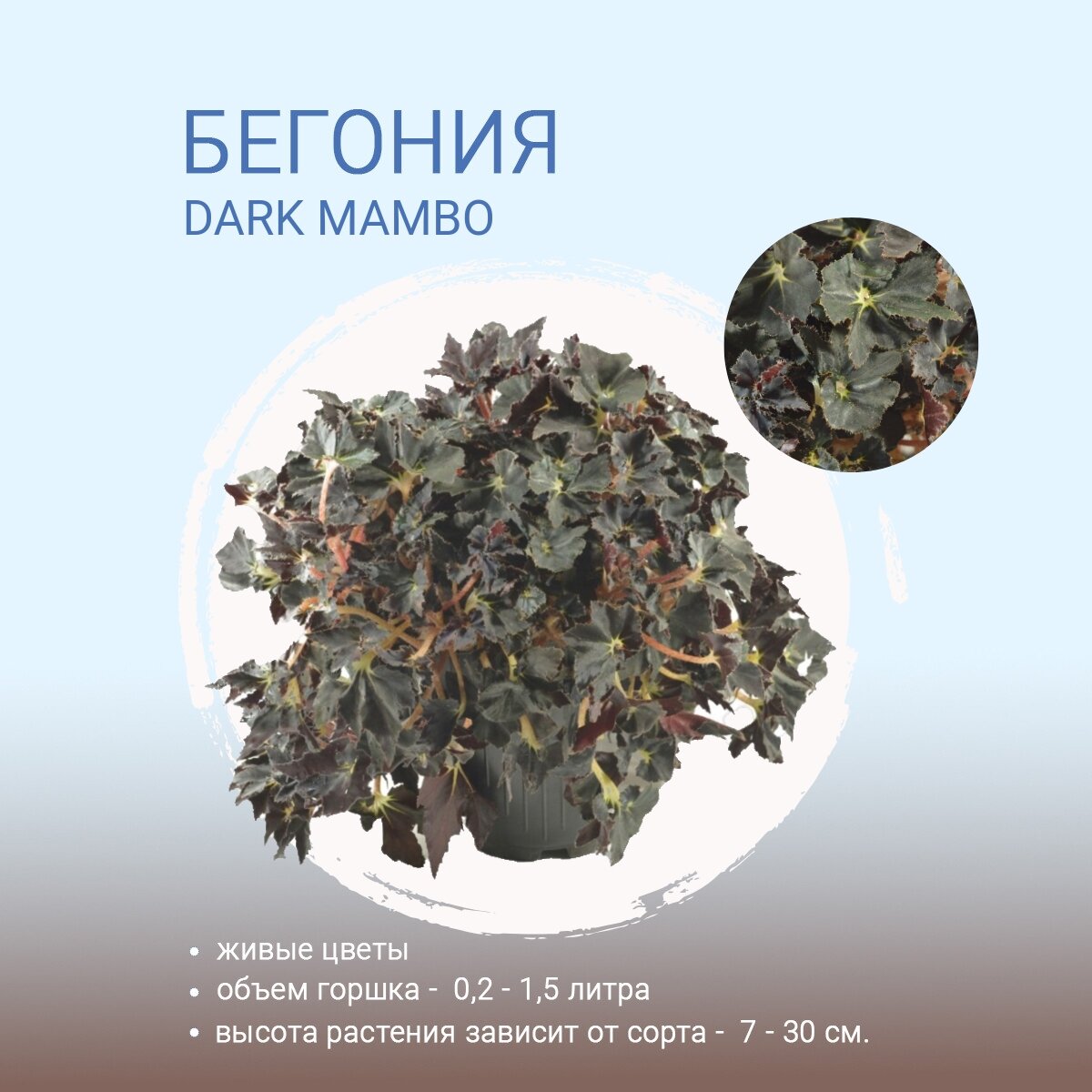 Бегония Темная Мамба (Begonia Dark mambo)
