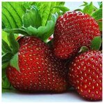 AGROVIDA Саженец Земляника садовая Клери (5шт) - Изображение 1