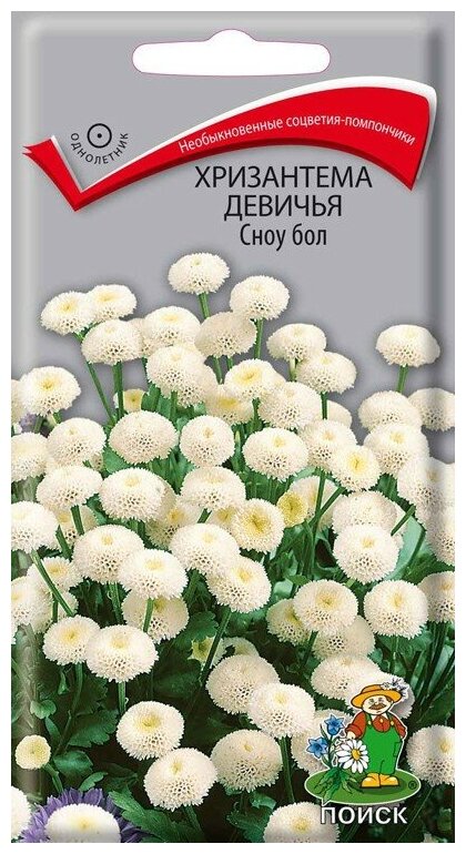 Цветы Хризантема девичья Сноу бол
