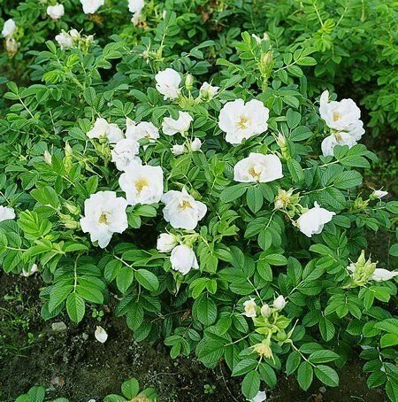 ImperialGarden Роза морщинистая 'Alba'