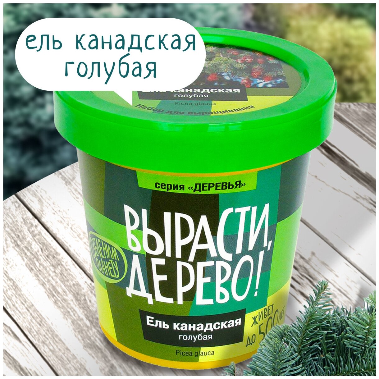 Набор для выращивания Вырасти, Дерево! Ель канадская