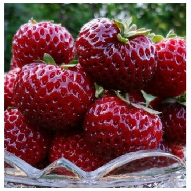 AGROVIDA Саженец Земляника садовая Мизе Шиндлер (5шт)