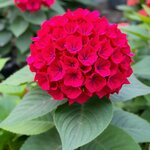 Ирис бородатый Vabash (Вобаш), 1корень - Изображение 5