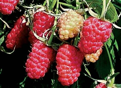 Саженцы Малина красная Исполин ( 2-3 года , С3 , 20-60 см )
