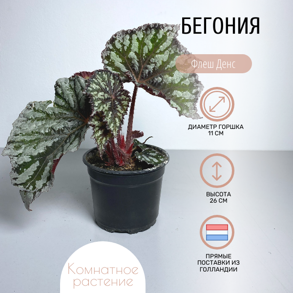 Бегония Флеш Денс