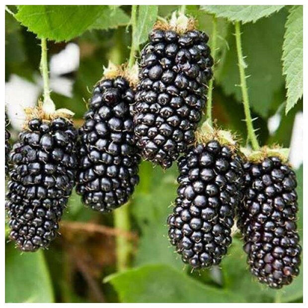 AGROVIDA Саженец Ежевика Карака Блэк