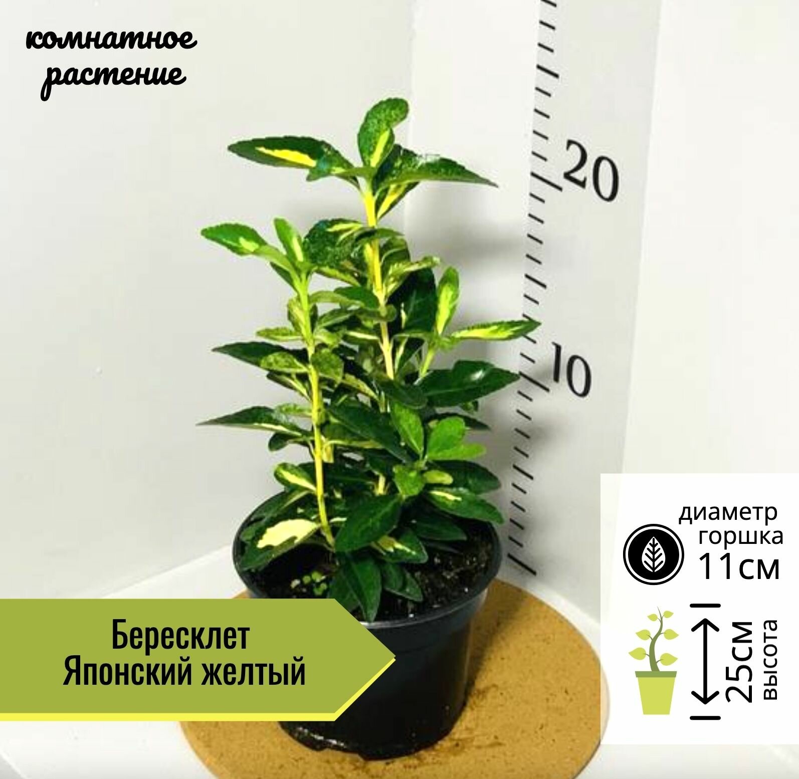 Бересклет японский желтый, D11см H25см, 1шт, Россия