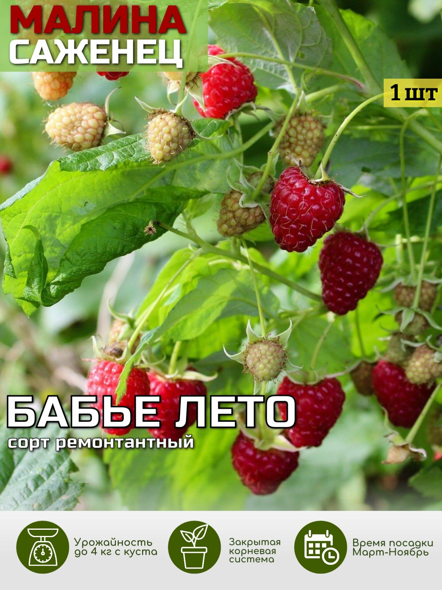 Малина Бабье Лето Саженец ЗКС