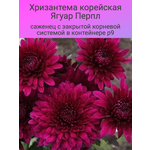 Тюльпан триумф Александр Пушкин, многолетние цветы, луковицы - Изображение 1