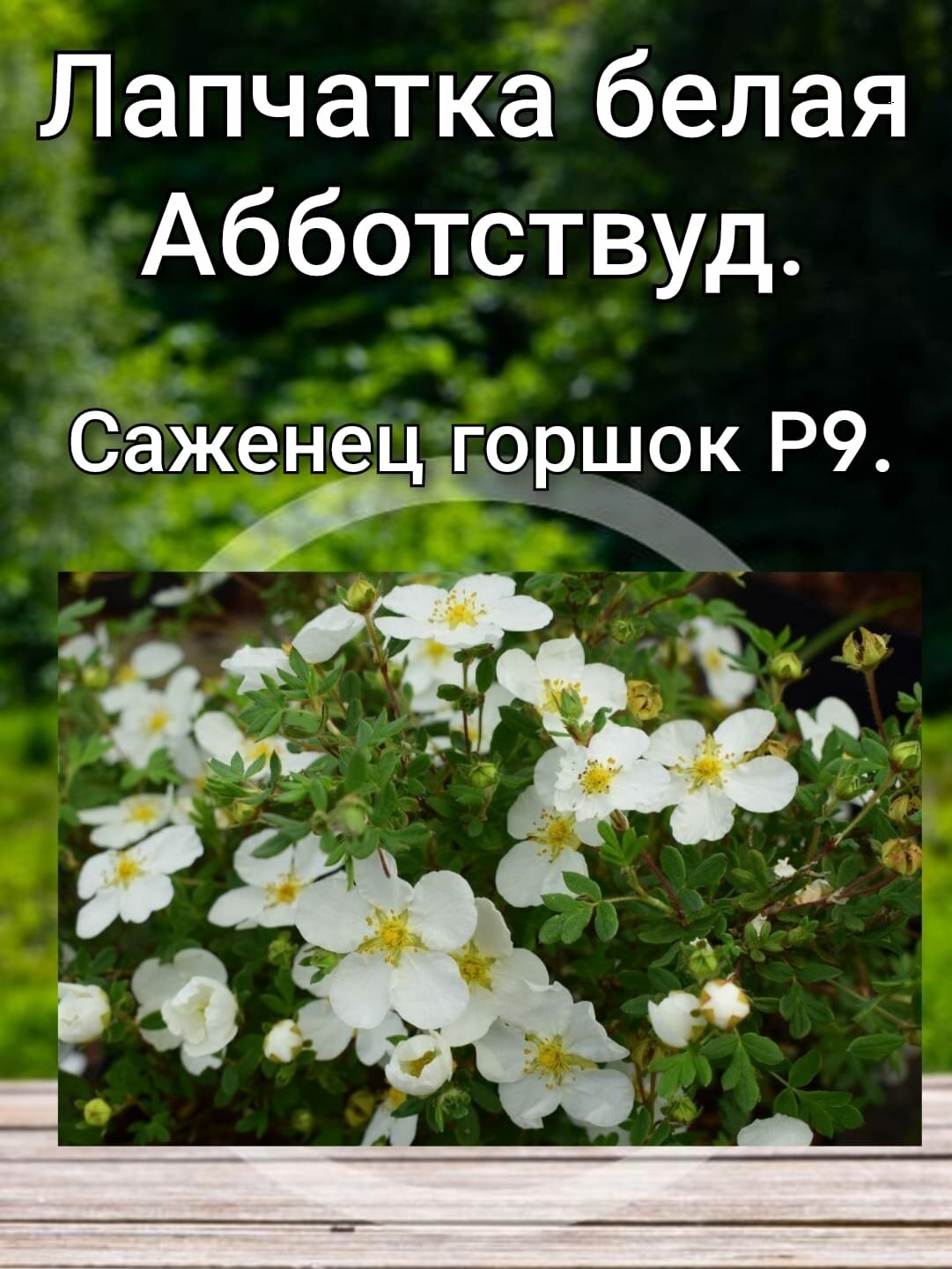 Лапчатка Абботсвуд