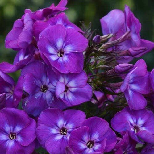 Флокс метельчатый Адинда (1 корневище в горшке). Holland Bulbs (Голландия)