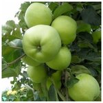 AGROVIDA Саженец Жасмин садовый Шнеештурм - Изображение 2