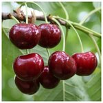 AGROVIDA Саженец Жасмин садовый Шнеештурм - Изображение 1