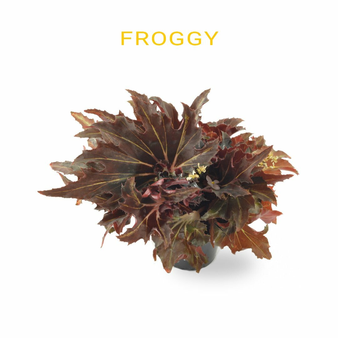 Бегония Лягушка (Begonia Froggy)