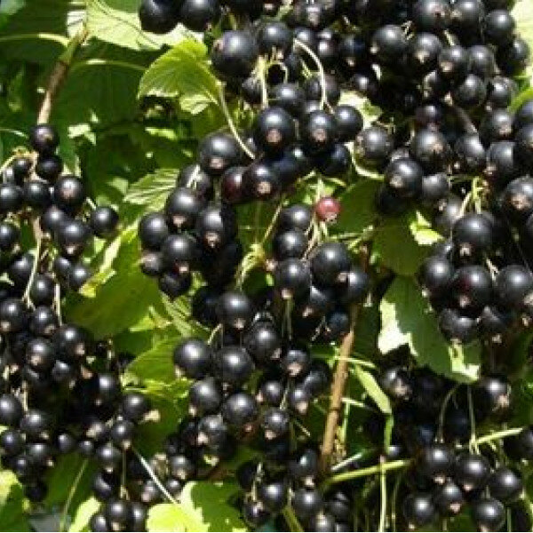 AGROVIDA Саженец Смородина черная Дар Смольяниновой