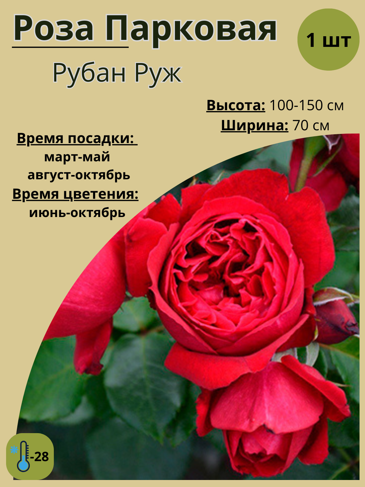 Роза парковая Андре Тюрка