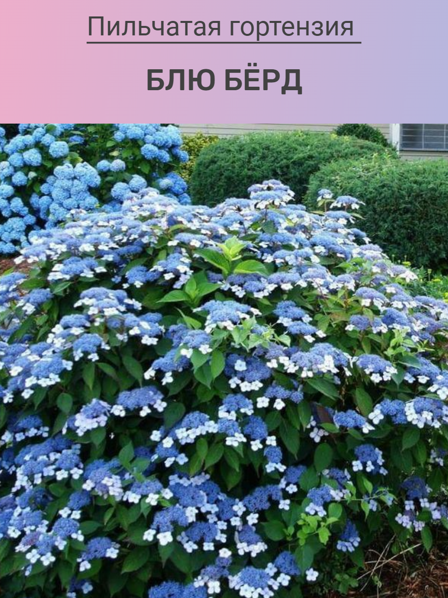 Гортензия пильчатая Блю Бёрд