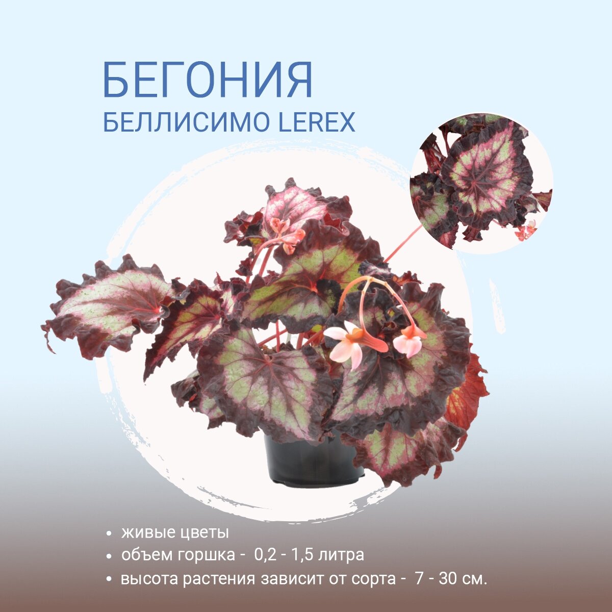 Бегония Беллисимо LeRex