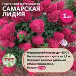 Набор микрозелени Горох овощной 60гр - Изображение 5